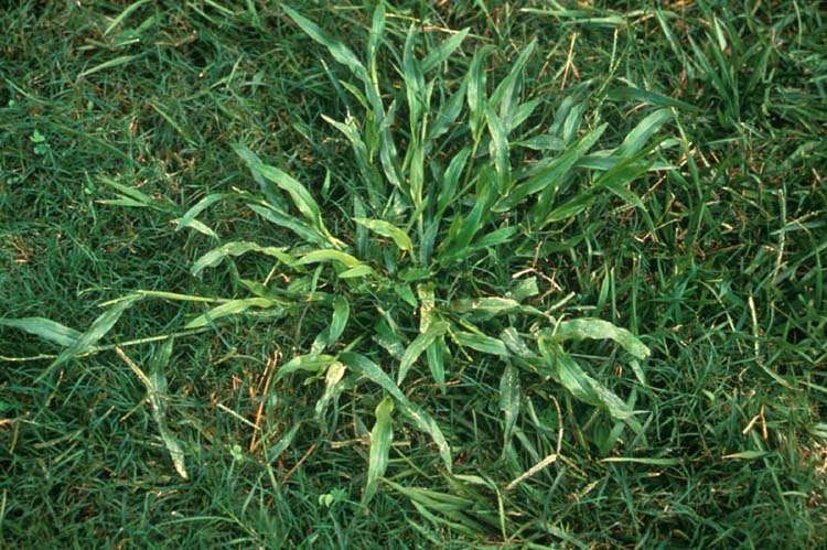 alexandergrass