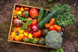 3 Foolproof Tips for Healthy Crops This Summer