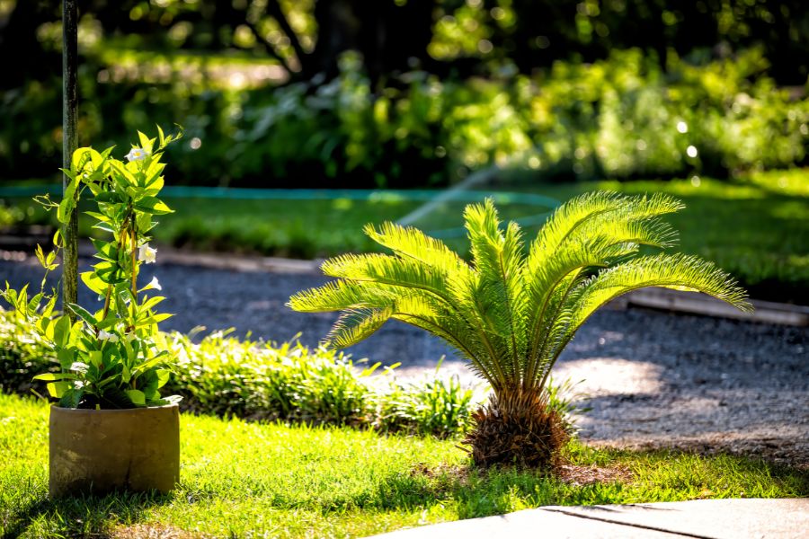 landscaping ideas