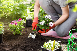 Planting tips 