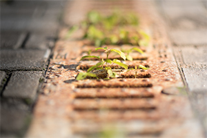 Crop Irrigation